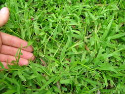 Image of hilograss