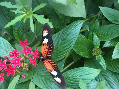 Image of Crimson Patched Longwing