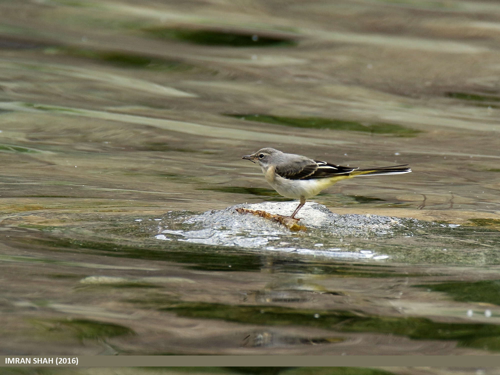 Image of Grey Wagtail