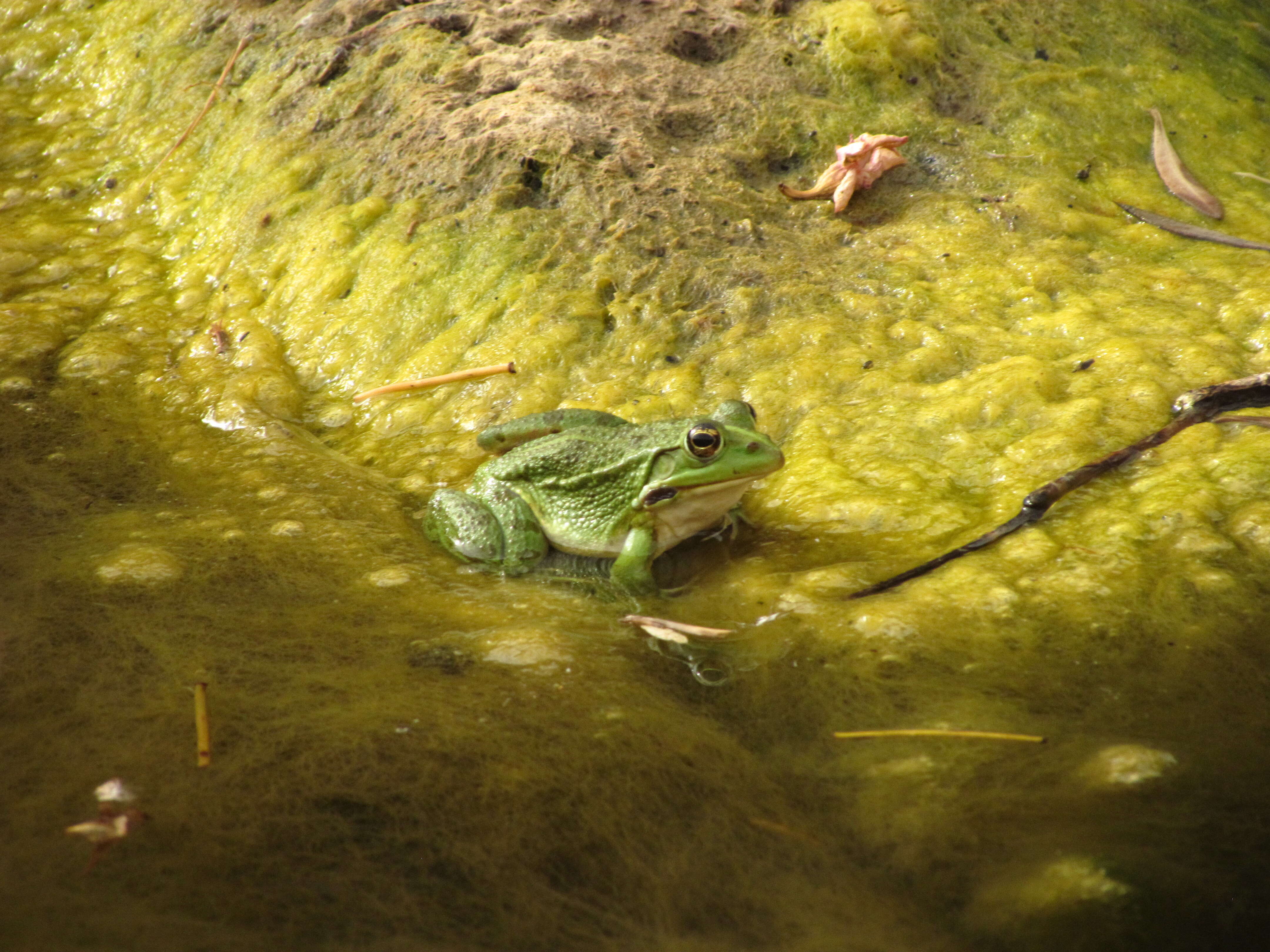 Image de Pelophylax bedriagae (Camerano 1882)