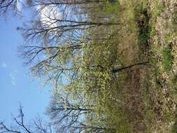 Plancia ëd Pyrus communis subsp. pyraster (L.) Ehrh.