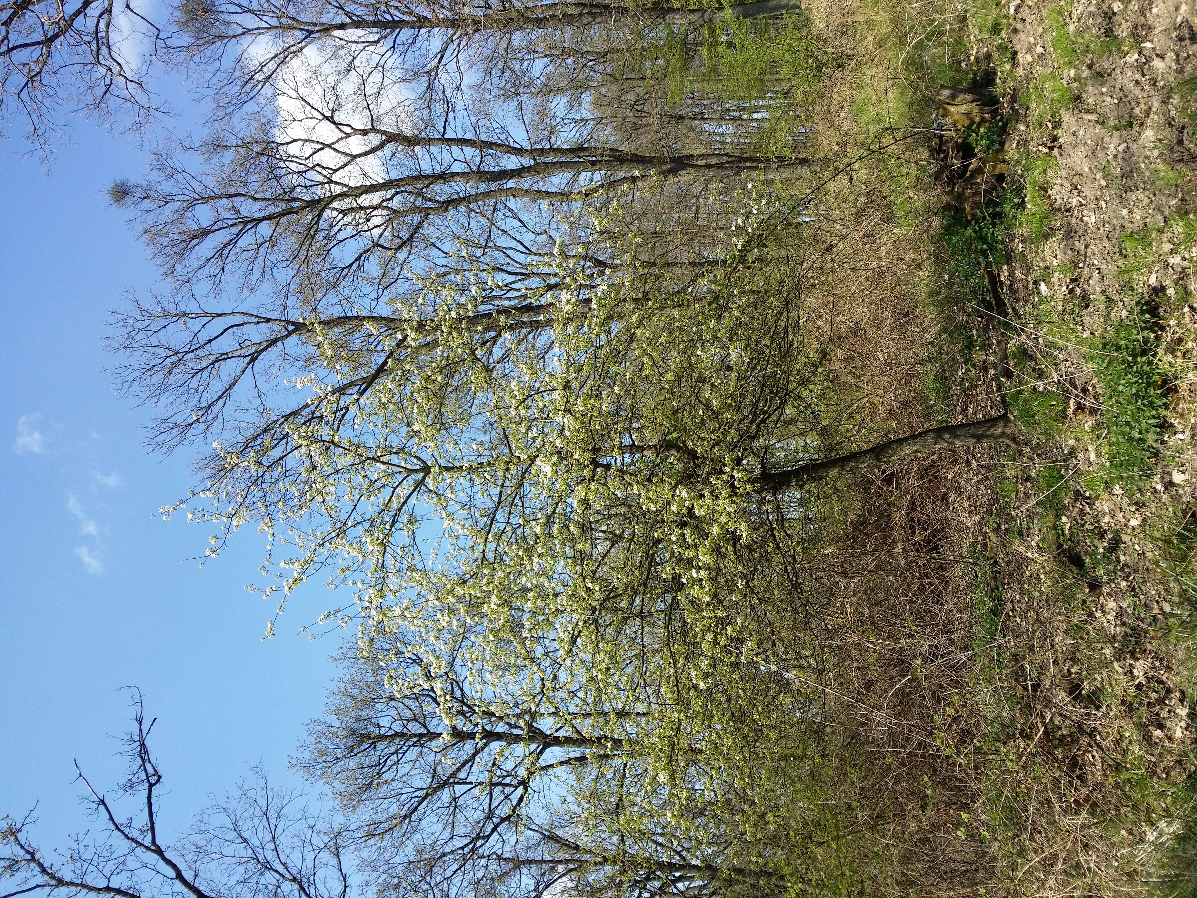 Plancia ëd Pyrus communis subsp. pyraster (L.) Ehrh.