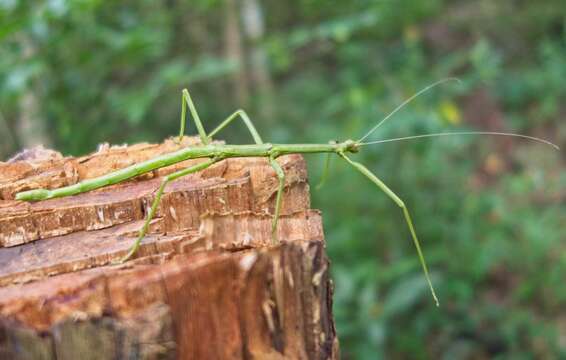 Image of Walkingsticks