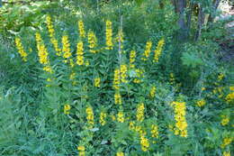 Слика од Lysimachia punctata L.