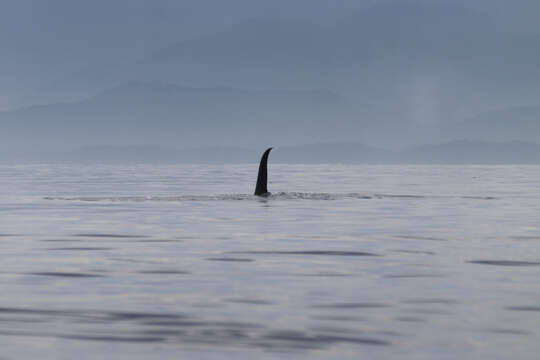 Image of killer whale