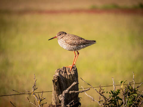 Image of Common Redshank