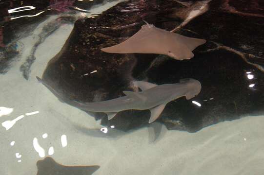 Image of Bonnethead Shark