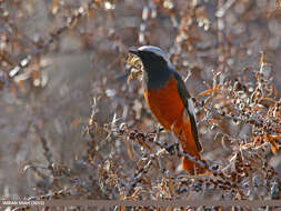 Image of Güldenstädt's Redstart