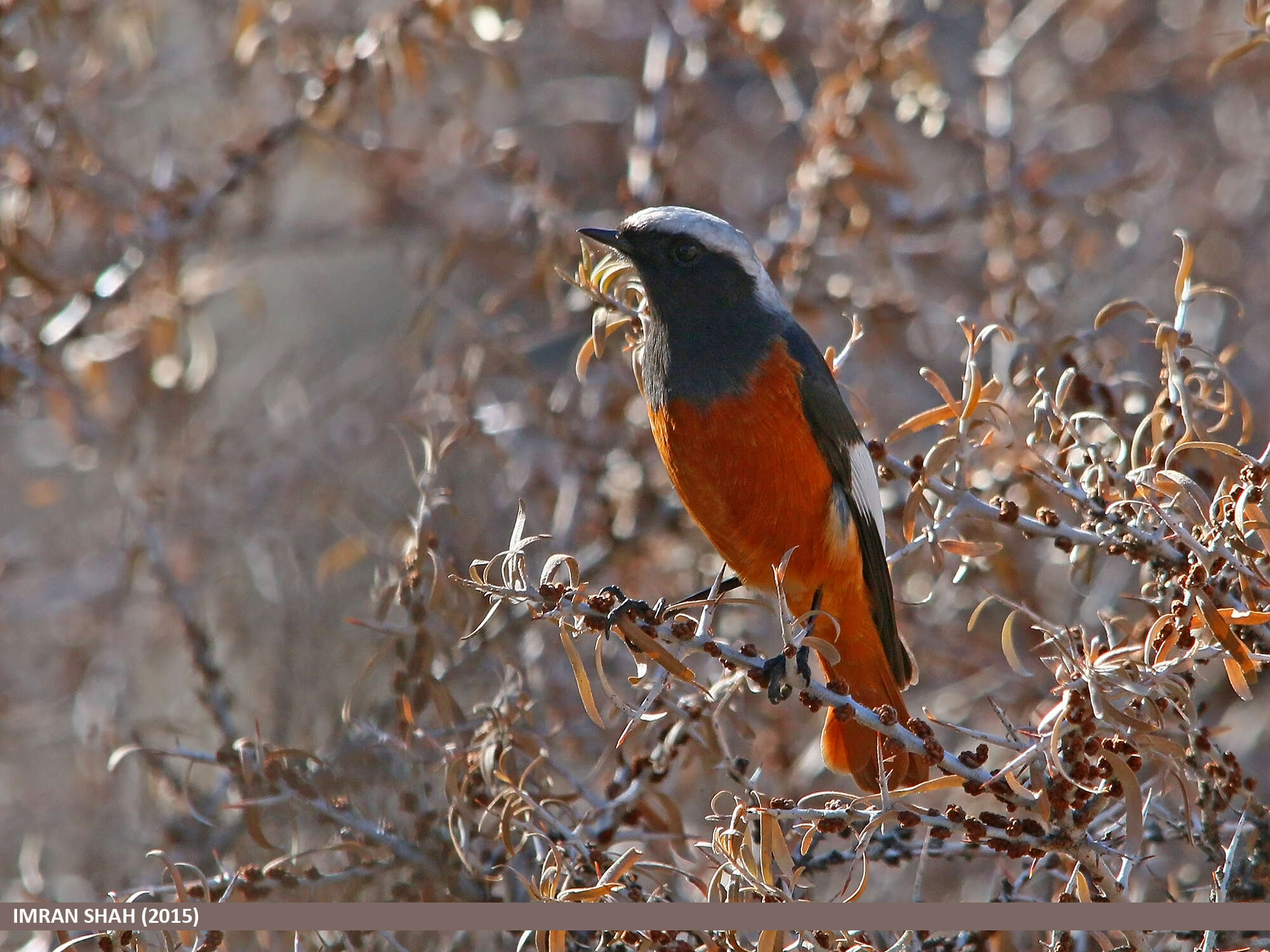 Image of Güldenstädt's Redstart