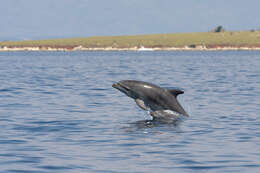 Imagem de Tursiops Gervais 1855