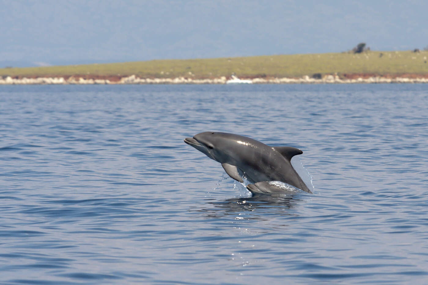 Image of Bottlenose Dolphin