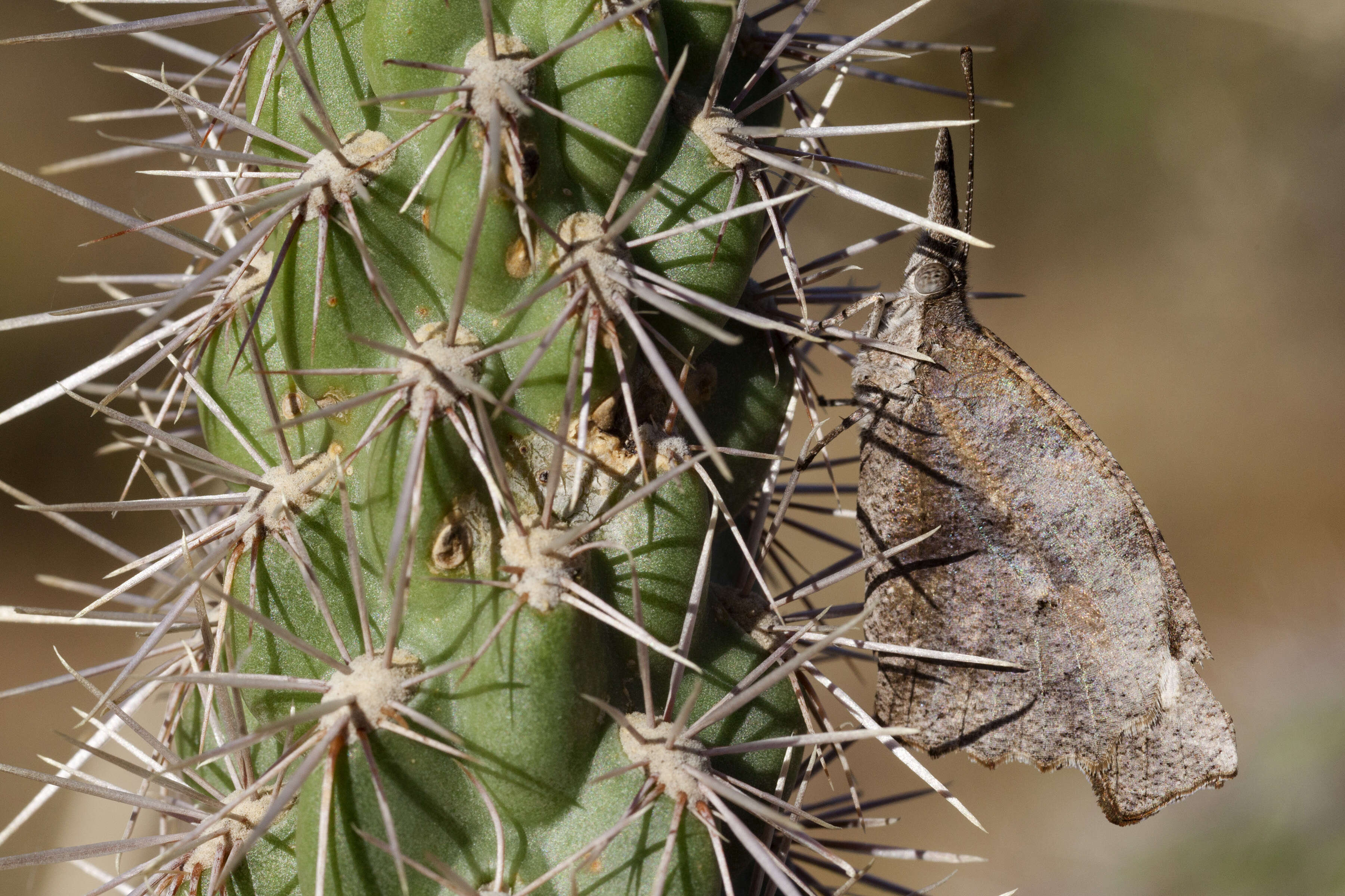 Image of American Snout