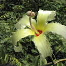 صورة Ceiba ventricosa (Arruda ex Nees & Mart.) P. Ravenna