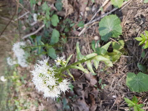 Image of Petasites albus (L.) Gaertn.