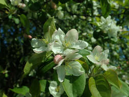 Image of Manchurian crab apple