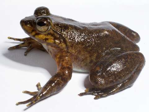 Image of Grandidier's Madagascar Frog