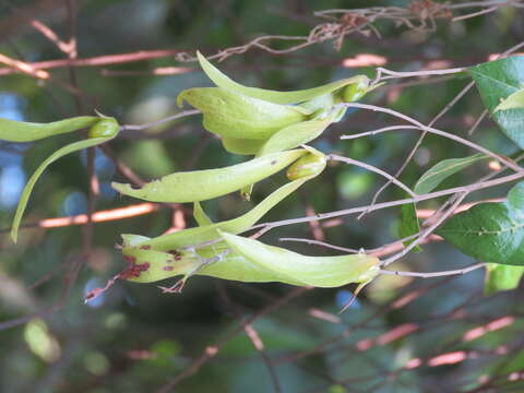 Image of Hopea parviflora Bedd.