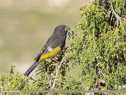 Image of White-winged Grosbeak