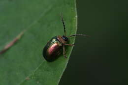 Image of Agelasa nigriceps