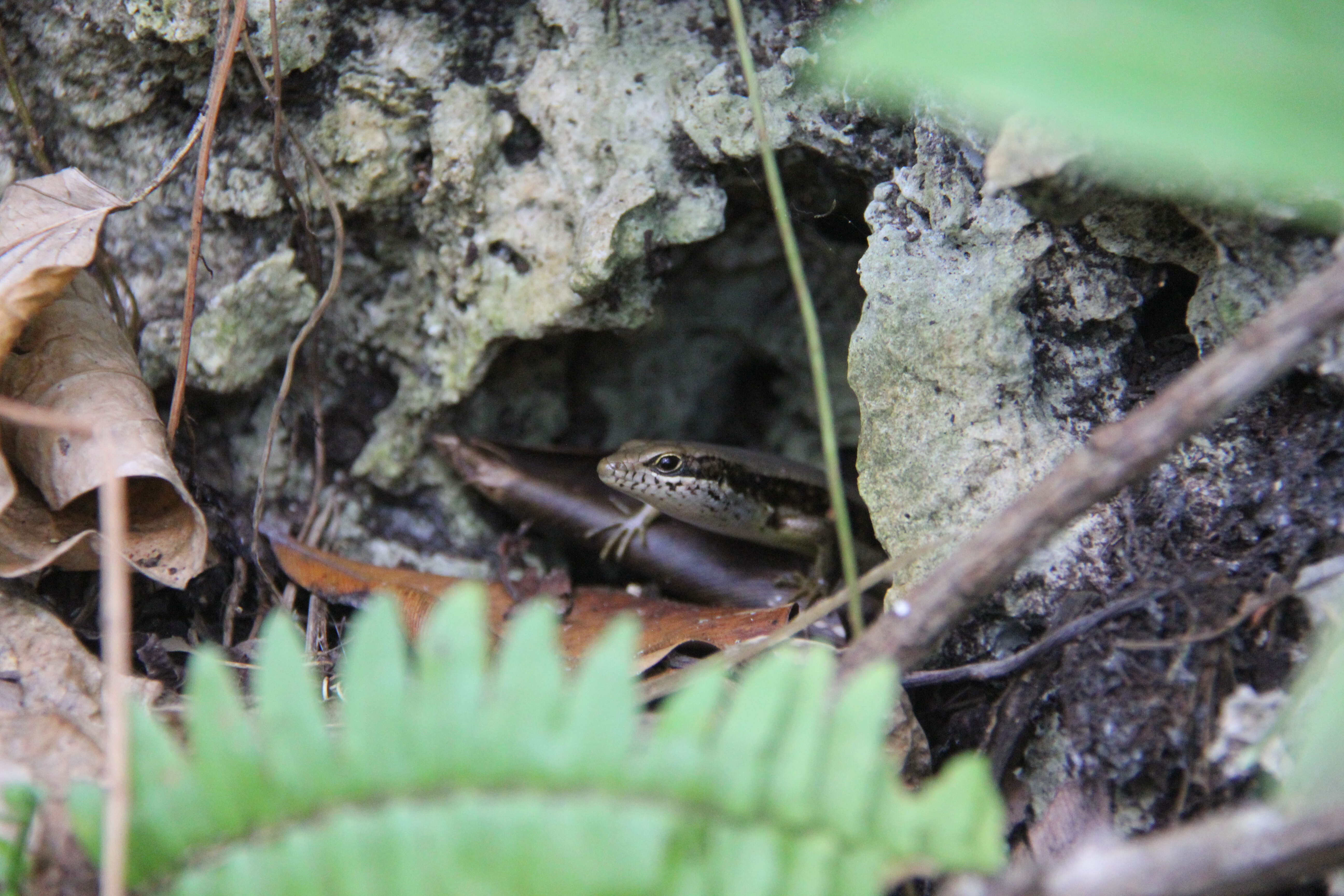 Image of Trachylepis maculilabris (Gray 1845)