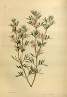 Image de Boronia tetrandra Labill.