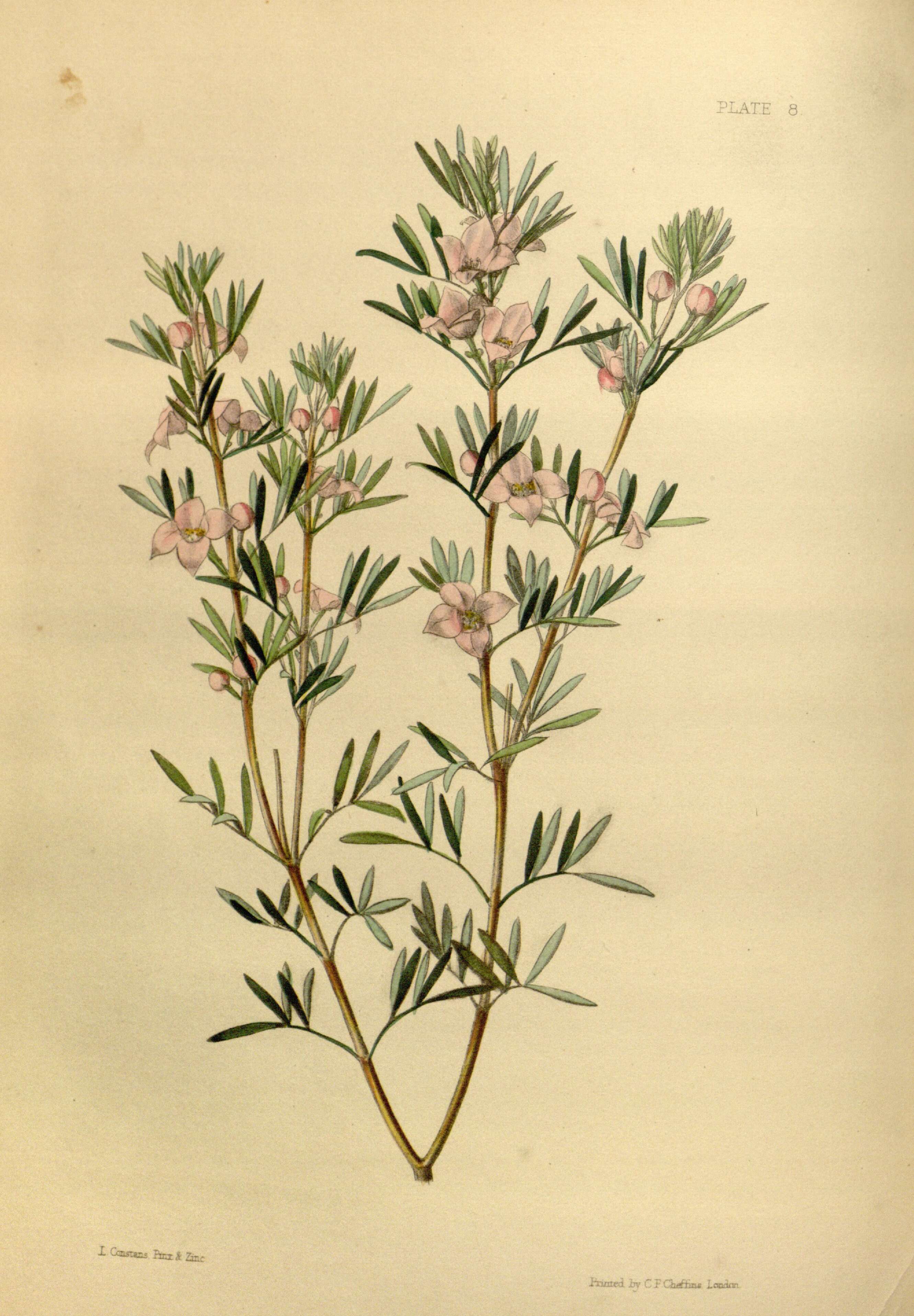 Image de Boronia tetrandra Labill.