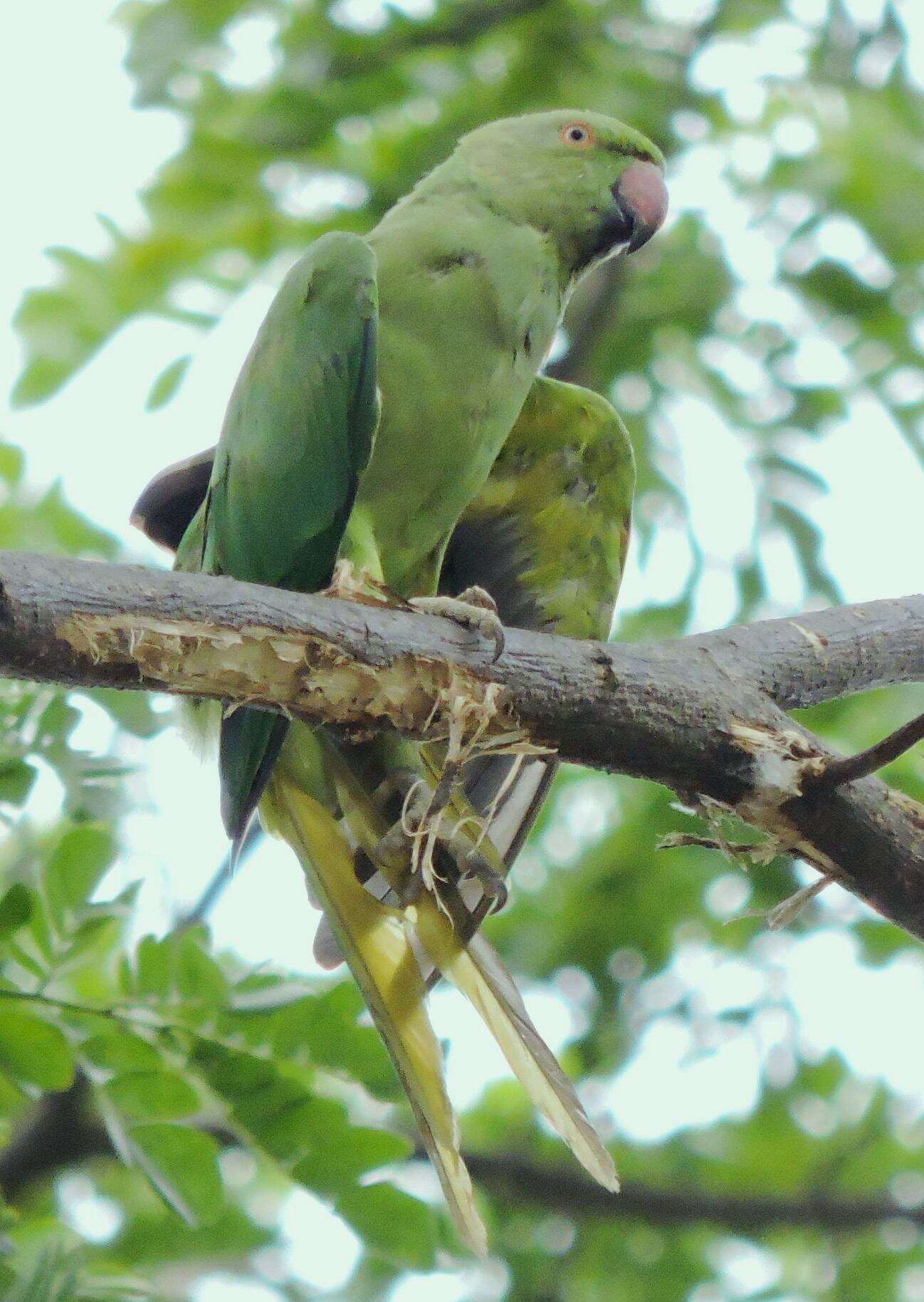 Image of Ring-necked Parakeet