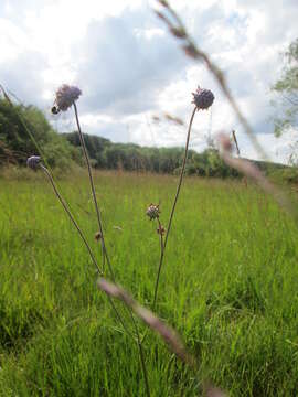 Image of Devil’s Bit Scabious