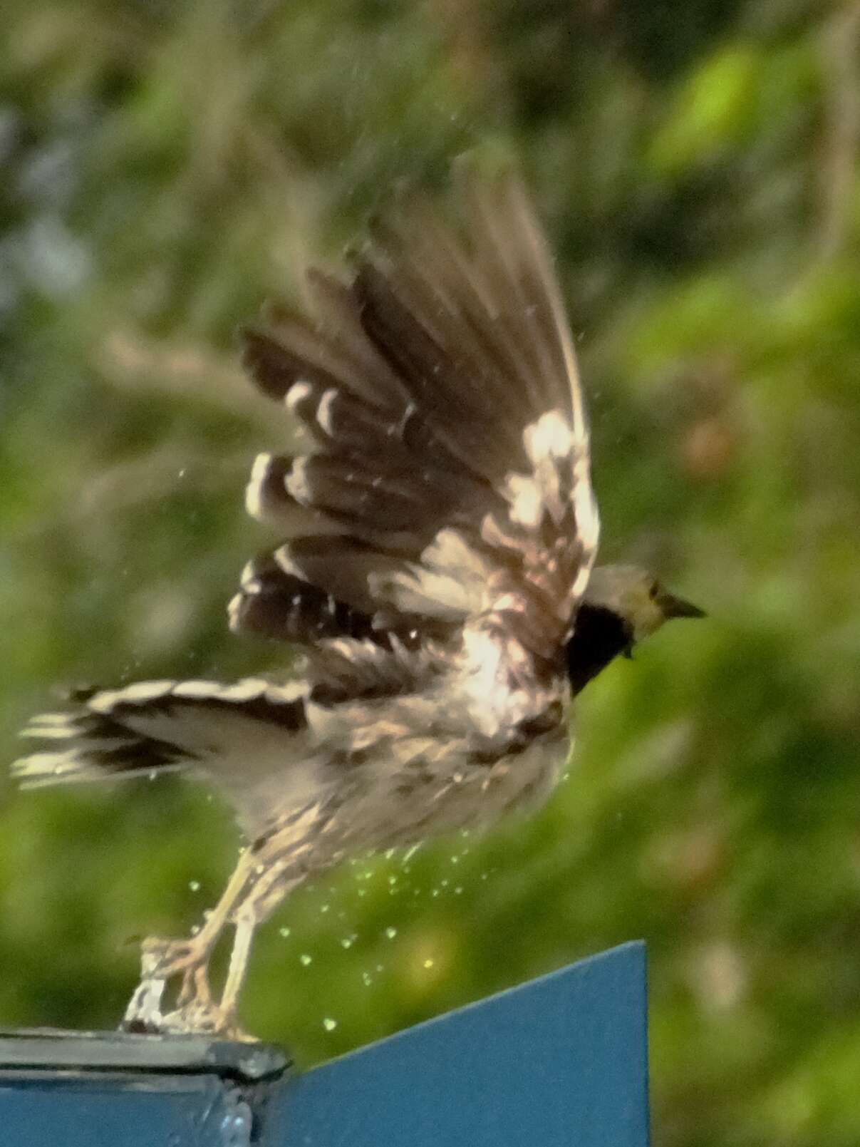 Image de Étourneau à cou noir