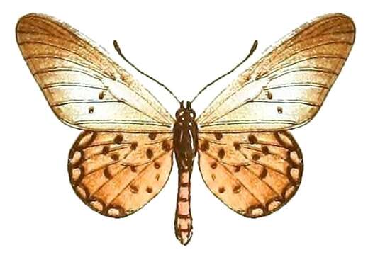 Image of Acraea diogenes Suffert 1904