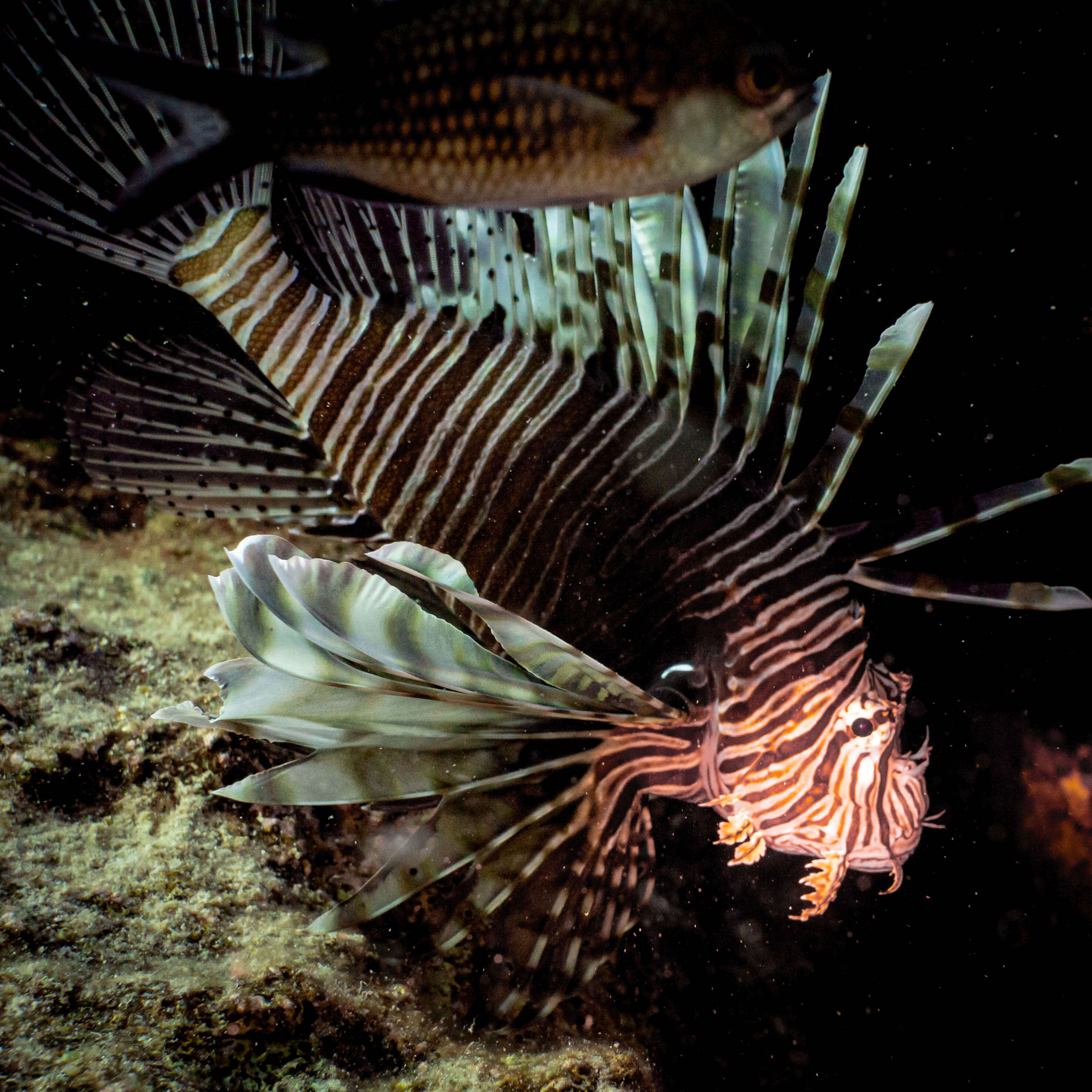 Image of Damsel fish