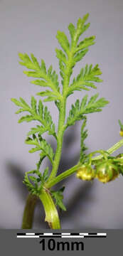 Image of sweet sagewort