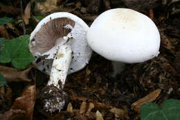 Imagem de Agaricus sylvicola