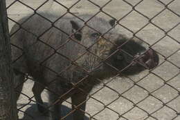 Image of Palawan bearded pig