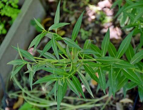 Image of fringed bluestar