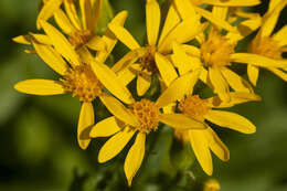 Imagem de Senecio triangularis Hook.