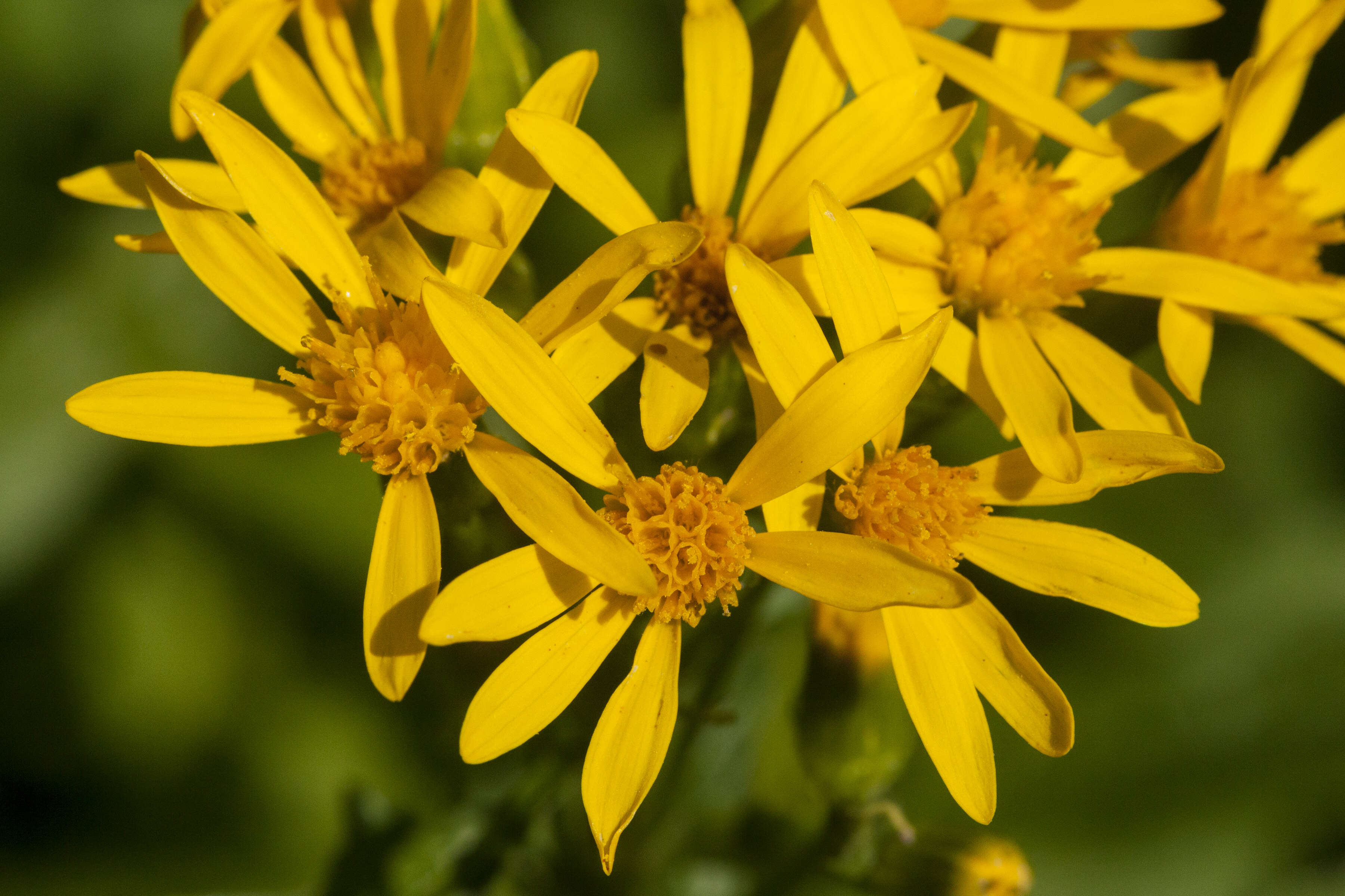 Imagem de Senecio triangularis Hook.