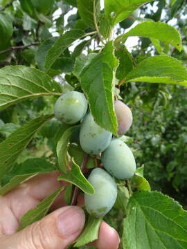 Image of European plum