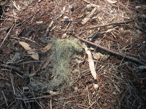 Image of Fishnet;   Menzies' cartilage lichen