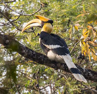 Image of Great Indian Hornbill