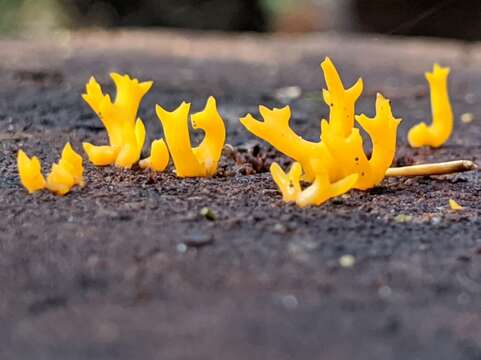 Image of Calocera cornea (Batsch) Fr. 1827