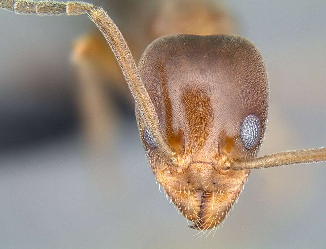 Image of Linepithema oblongum (Santschi 1929)