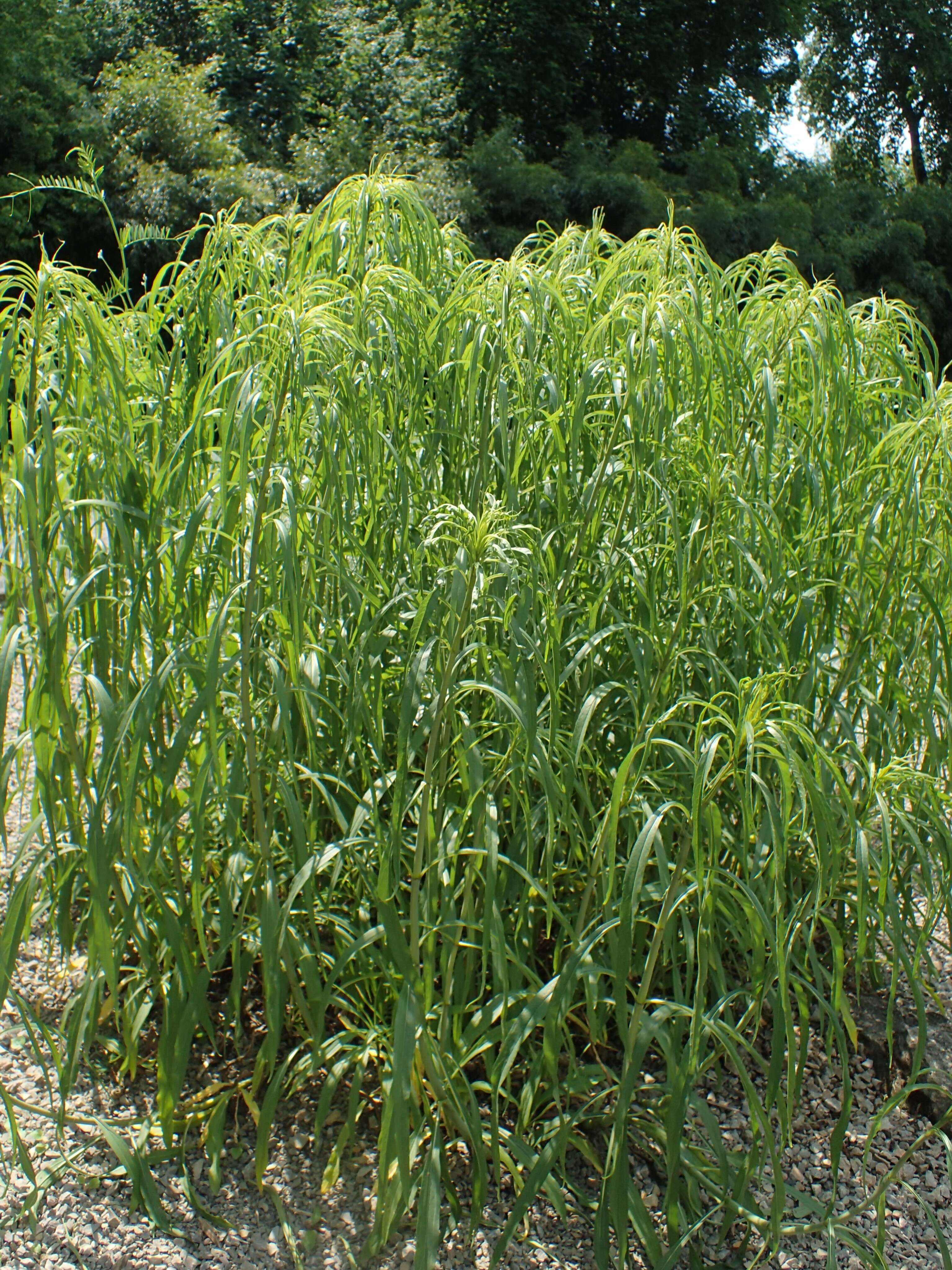 Image of willowleaf sunflower