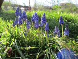 Imagem de Muscari armeniacum H. J. Veitch