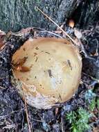 Image of Stinkhorn