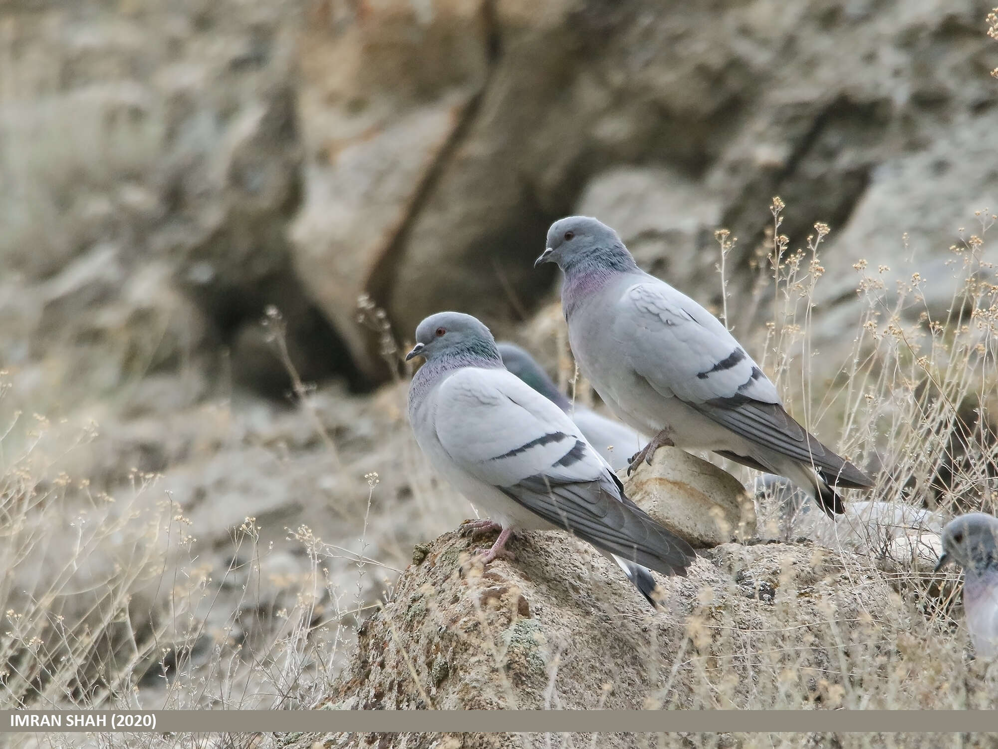 Image of Hill Pigeon