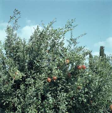 Image of pomegranate