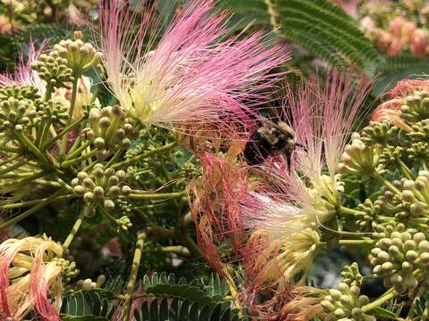 Imagem de Xylocopa virginica (Linnaeus 1771)