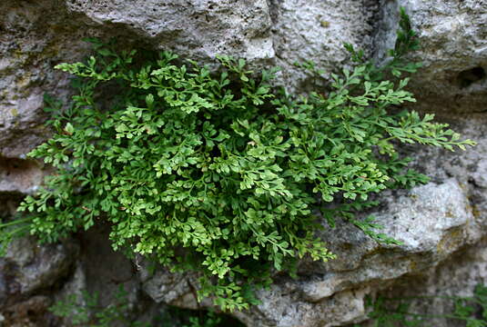 Image of Wall-rue