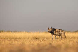 Image of Striped Hyena